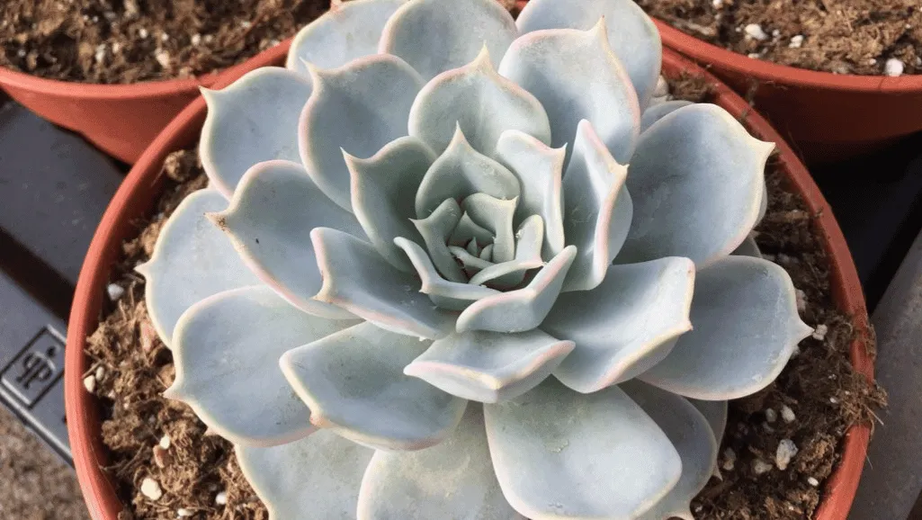Echeveria lilacina with succulent pests