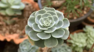 Echeveria lilacina