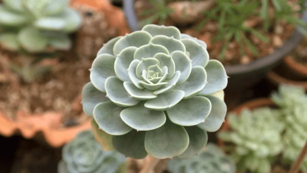 Echeveria lilacina
