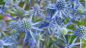 Eryngium
