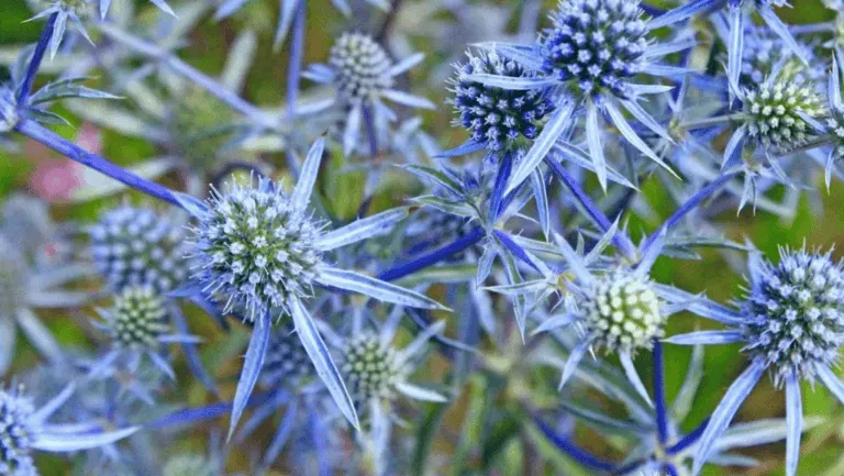 Eryngium: Striking Sea Holly Plants for Your Garden 1 Eryngium