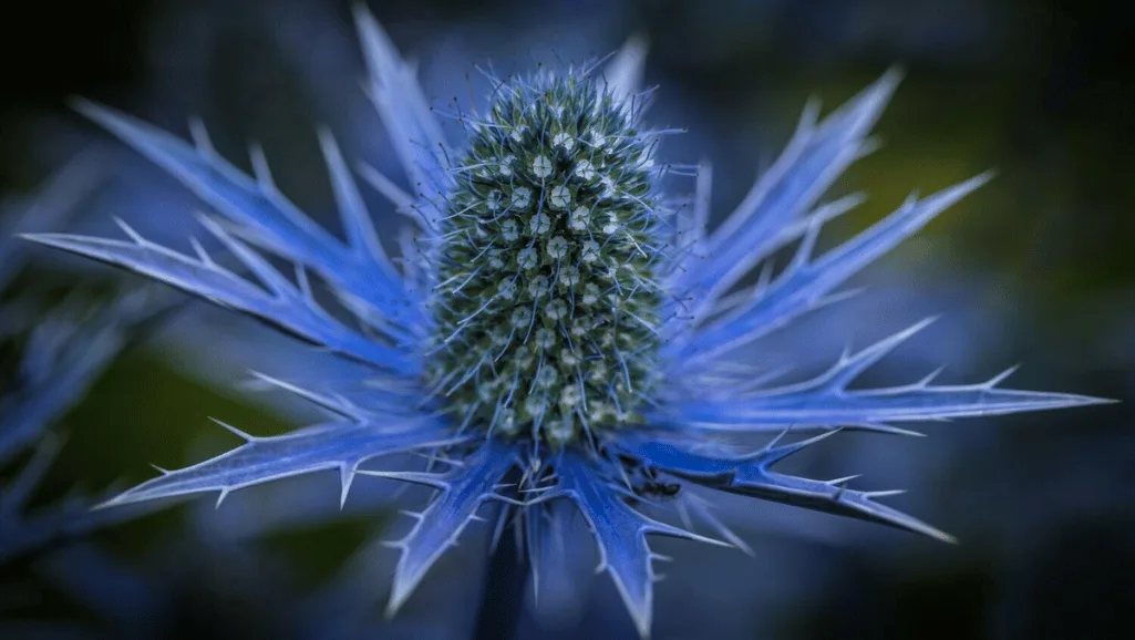 Eryngium attracting pollinators in a wildlife garden