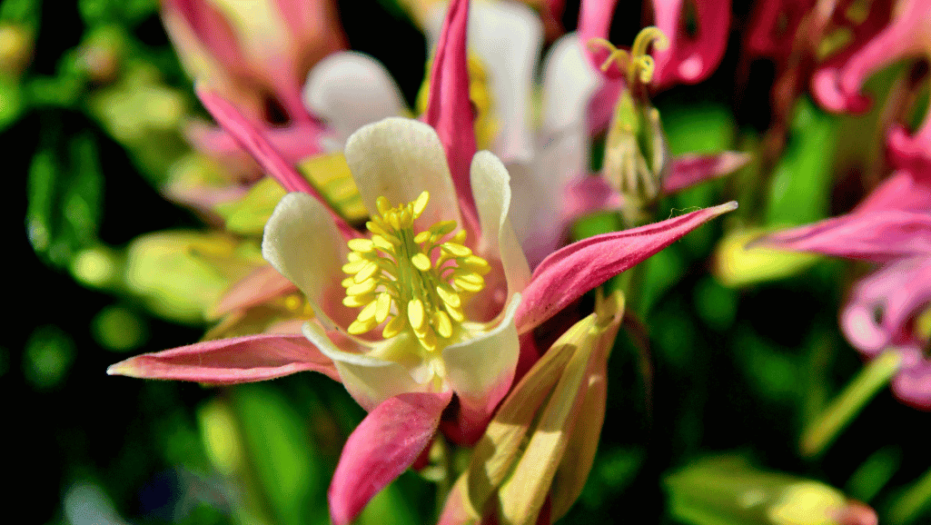 Fertilization guide for Columbine care