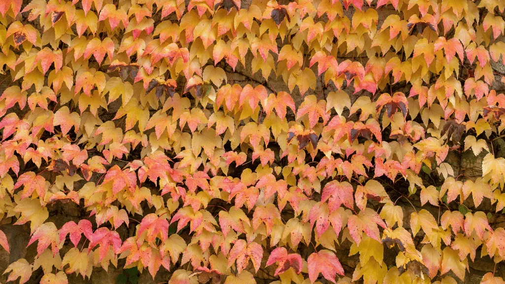 Swedish Ivy blooming season