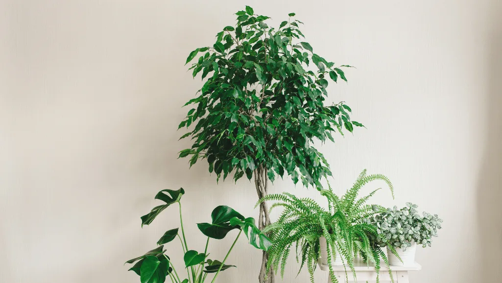 Ideal growing conditions for Ficus benjamina