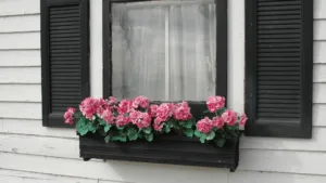 Flower Window Box Flowers