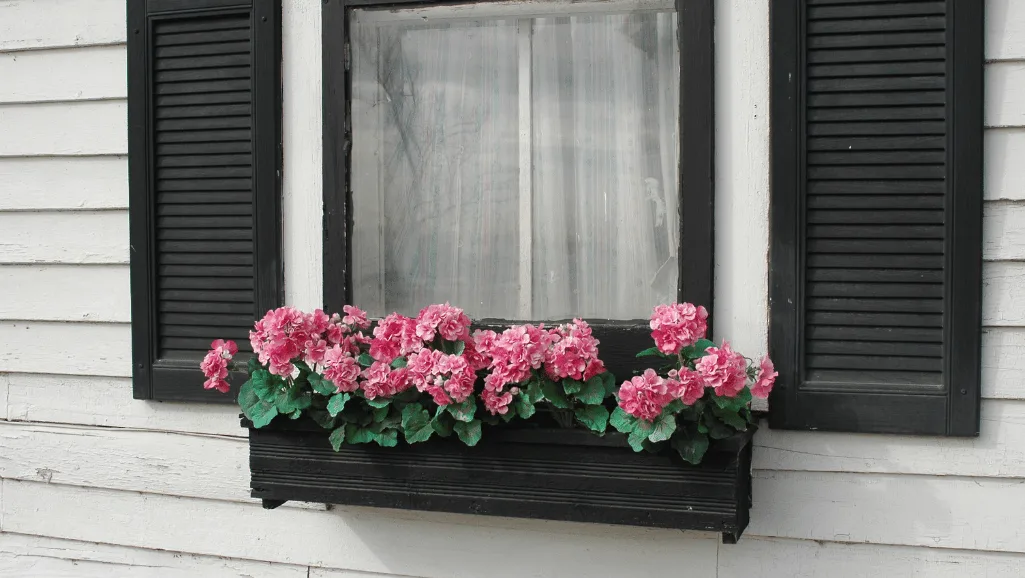 Flower Window Box Flowers: Gorgeous Blooms for You 1 Flower Window Box Flowers