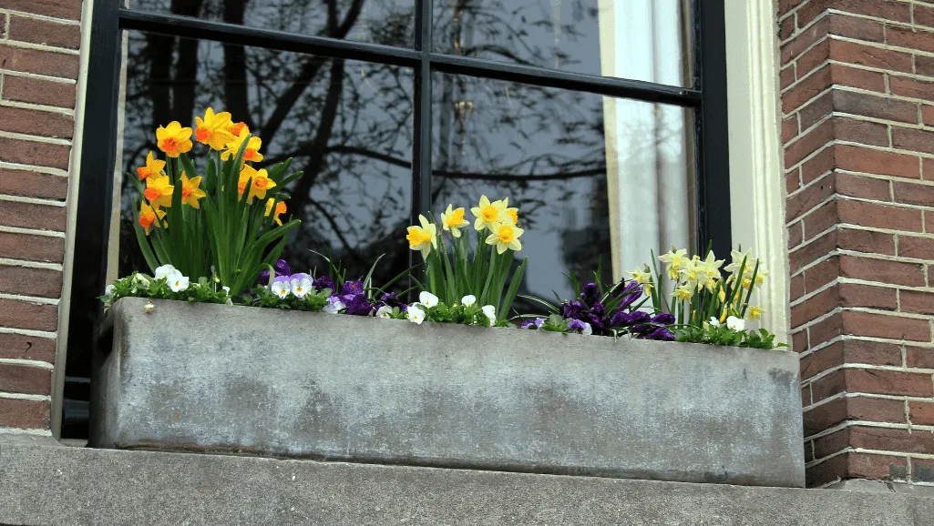 Low-maintenance thriller flowers for window boxes