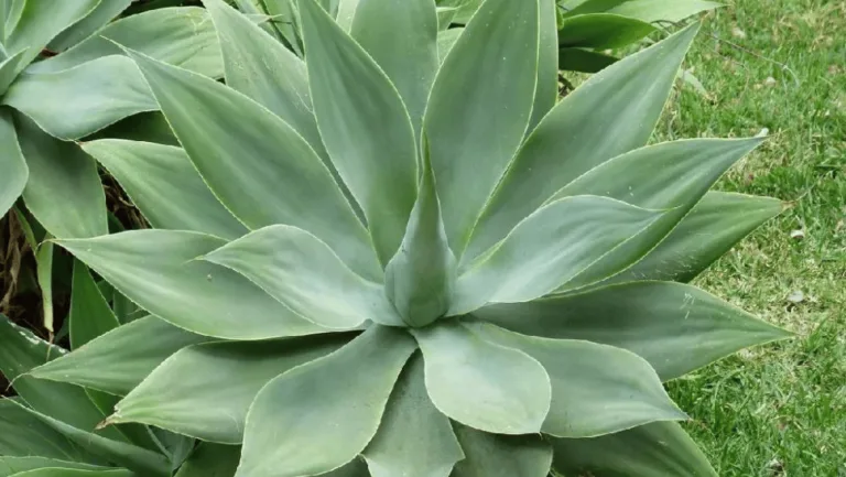 Foxtail Agave
