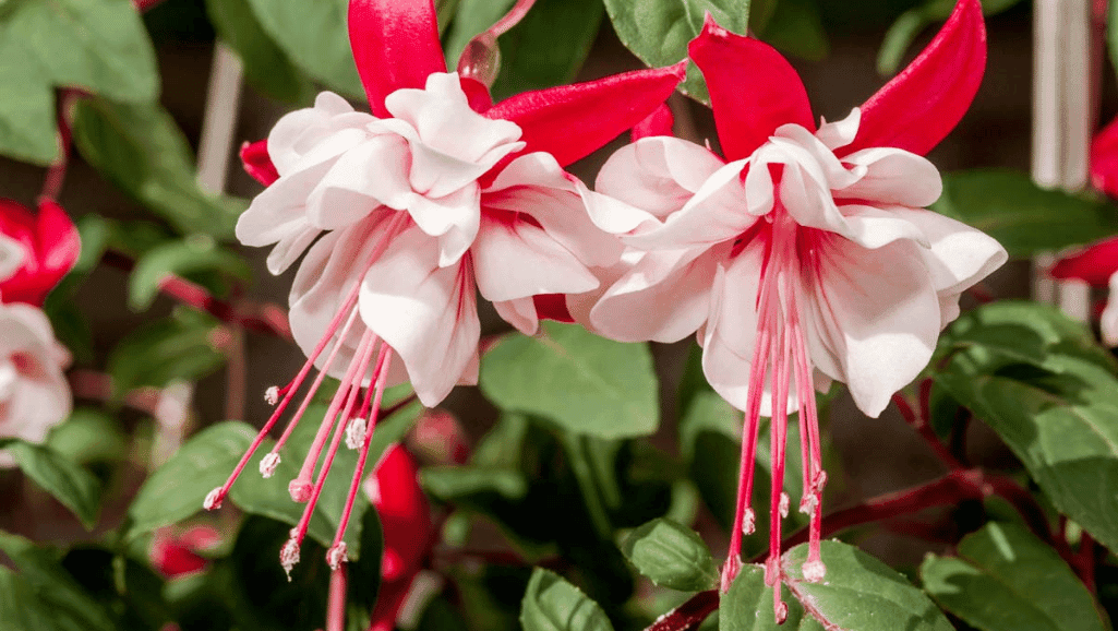 Fuchsia Care: Providing the Right Growing Conditions