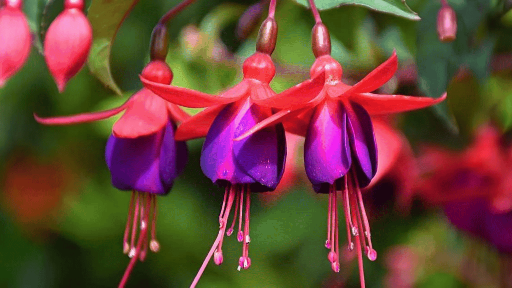 Fuchsia Propagation Methods