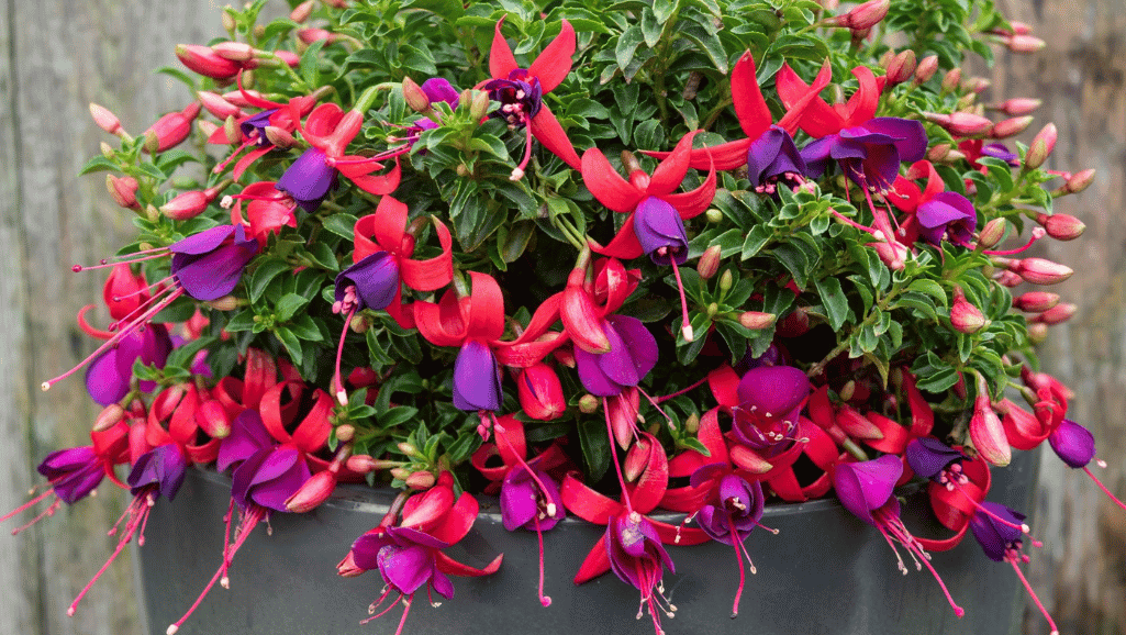 Fuchsia Varieties