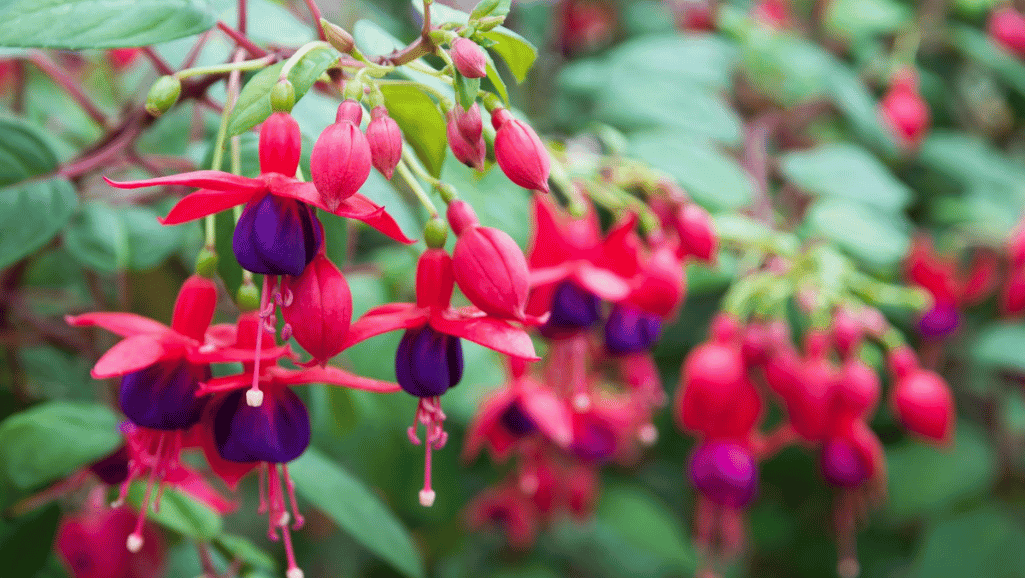 Fuchsia