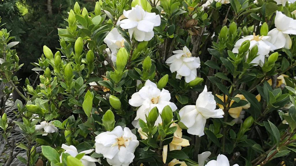 Gardenia bush