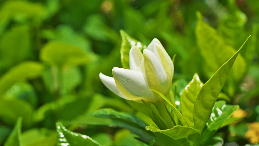 Gardenia bush