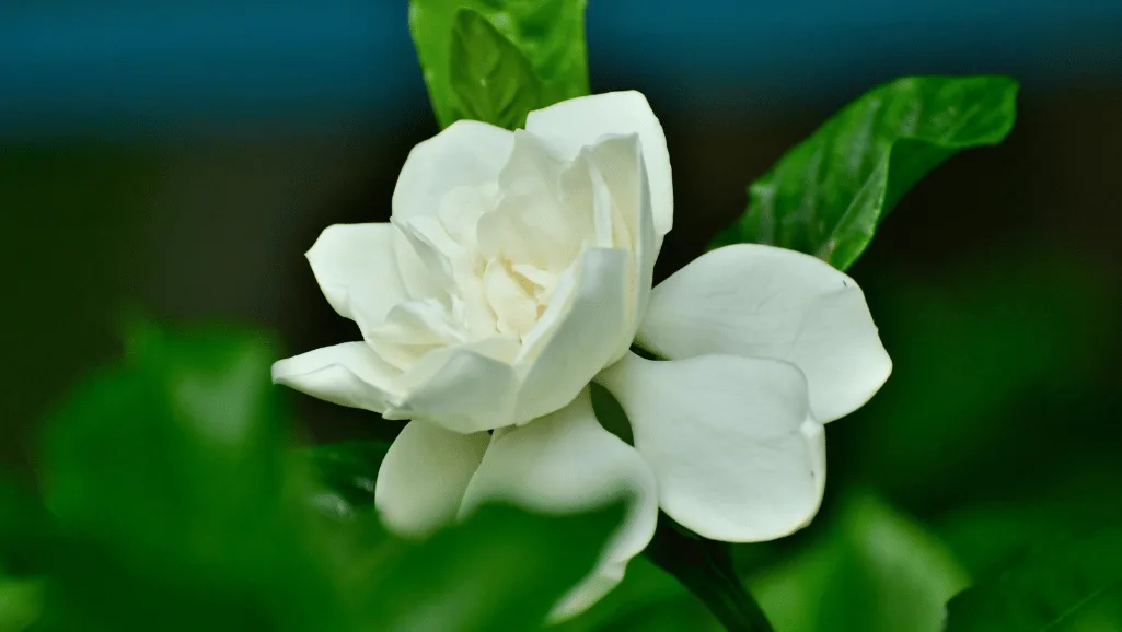 Gardenia jasminoides stem cuttings for propagation