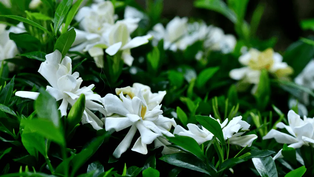 Gardenia jasminoides: Care Guide for Fragrant Blooms 1 Gardenia jasminoides