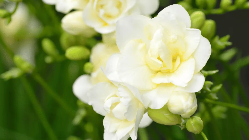 Gardenias growing in well-drained, acidic soil under full sun