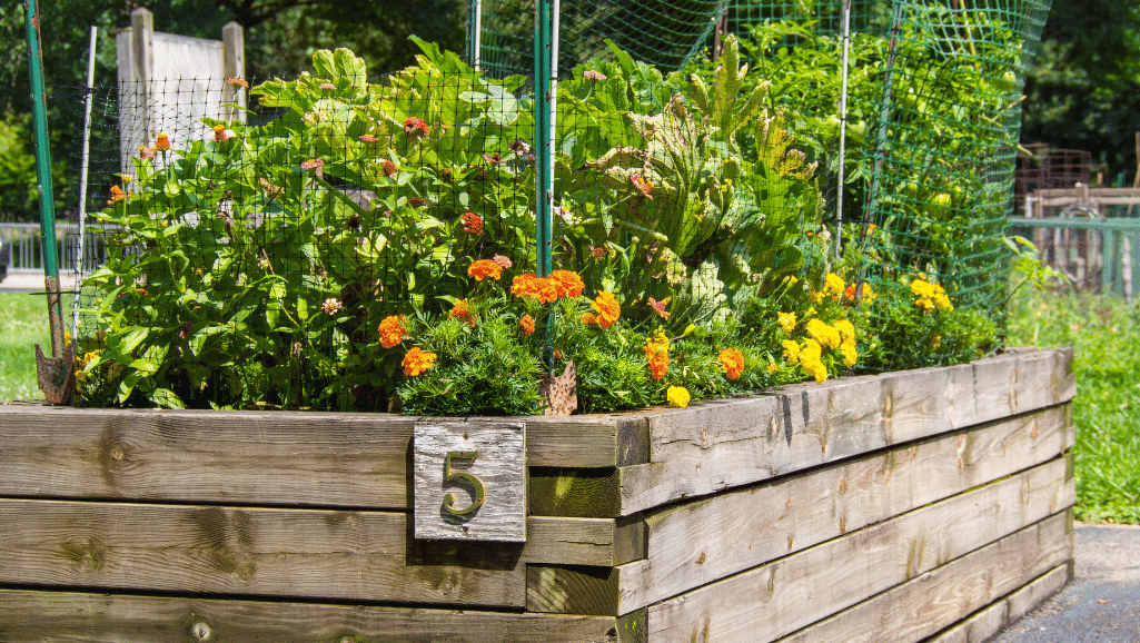 Gardining Raised Beds