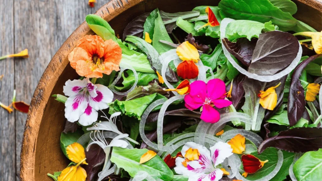 Garnishing salads with crown daisy flowers
