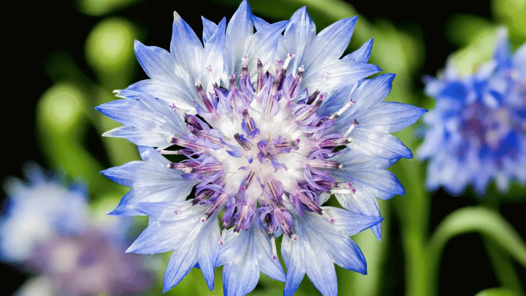 Growing Centaurea in the garden