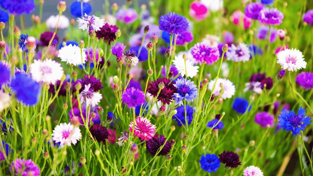 Growing Cornflowers in a Garden