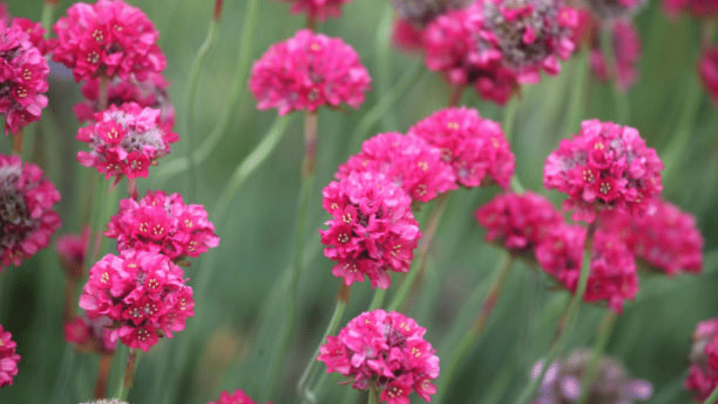 Hardy Perennial Armeria