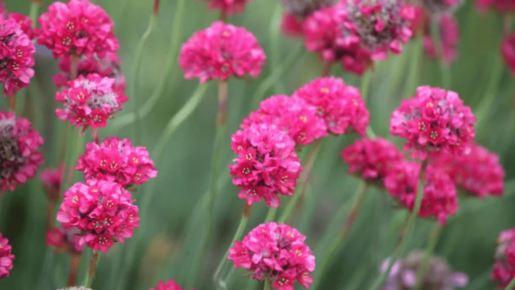 Hardy Perennial Armeria