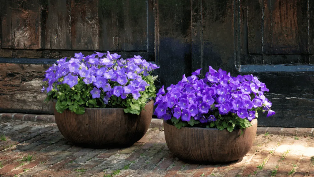 Healthy Campanula Plant