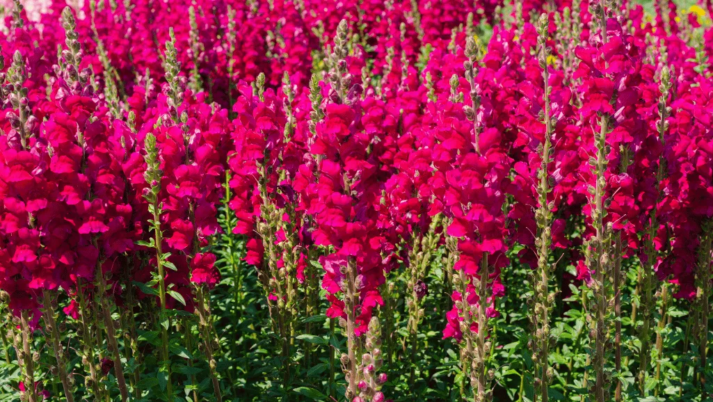 Healthy Snapdragon Plants