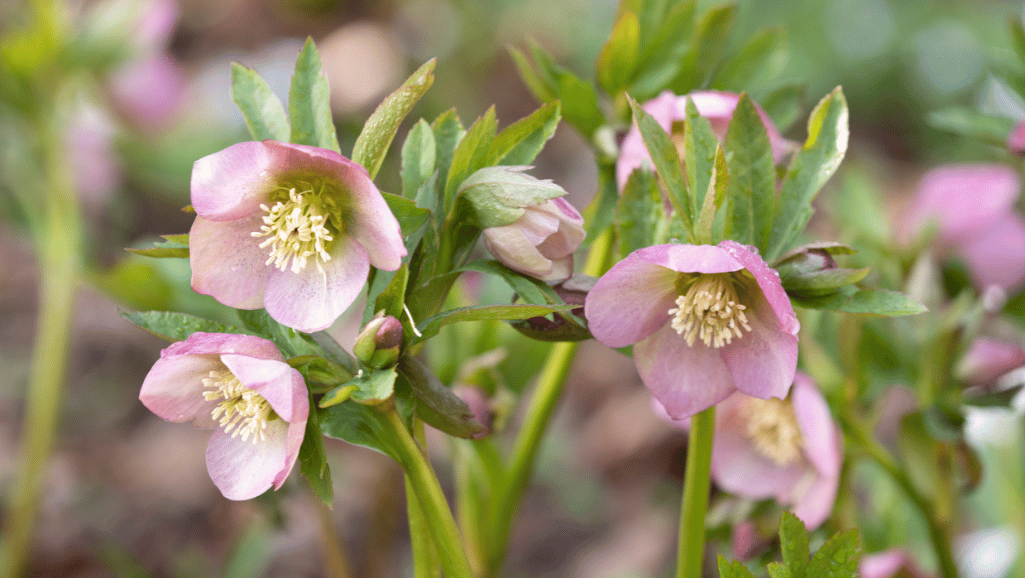 Varieties of Hellebore