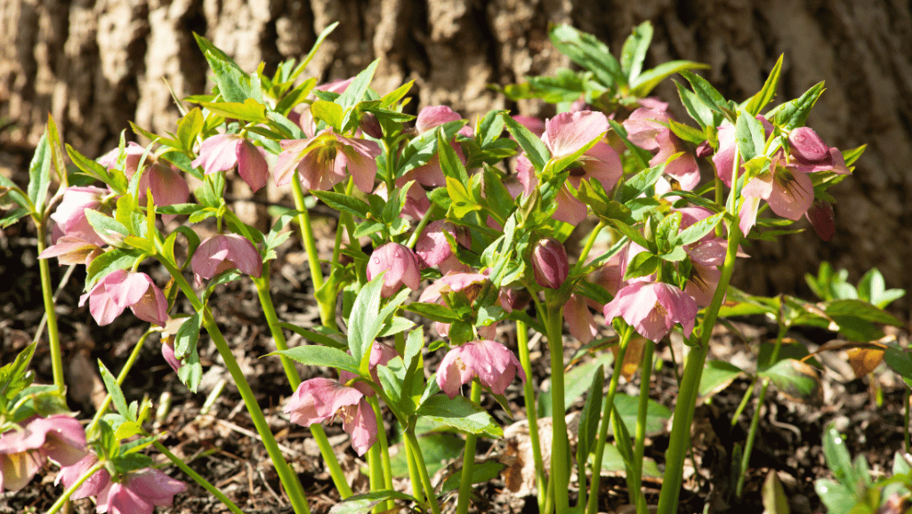 Garden landscaping with hellebores