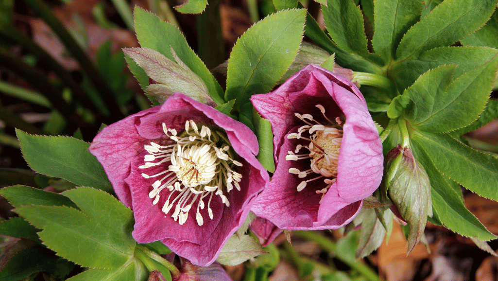 Optimal watering conditions for hellebore care