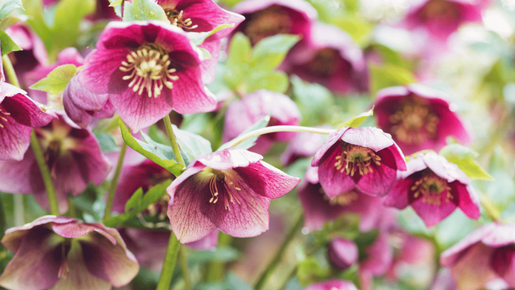 Hellebore