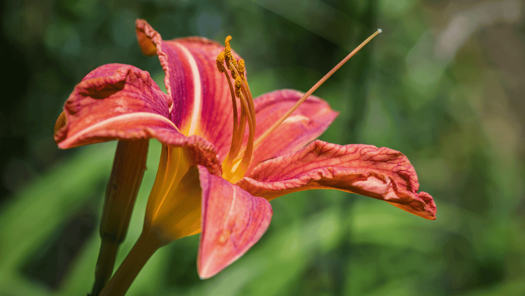 Hemerocallis Hybridization