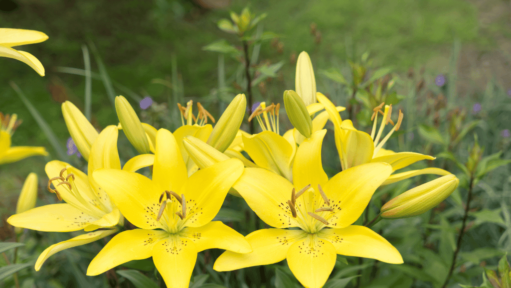 Hemerocallis