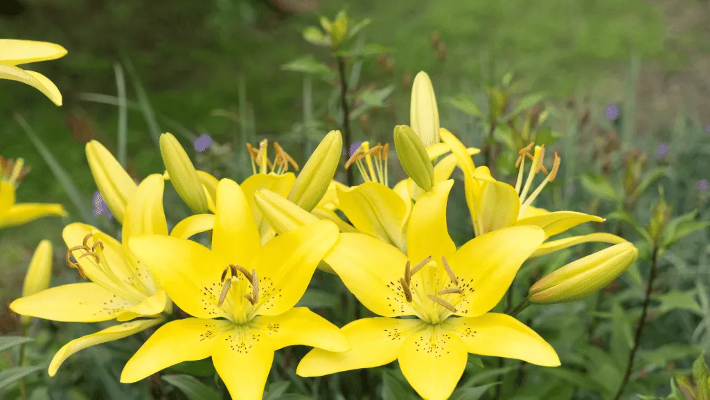 Hemerocallis: Stunning Daylilies for Your Garden 1 Hemerocallis
