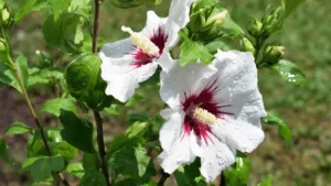 Hibiscus syriacus