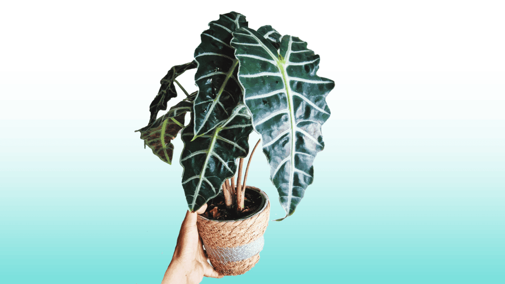 Ideal Temperature Conditions for Alocasia Amazonica
