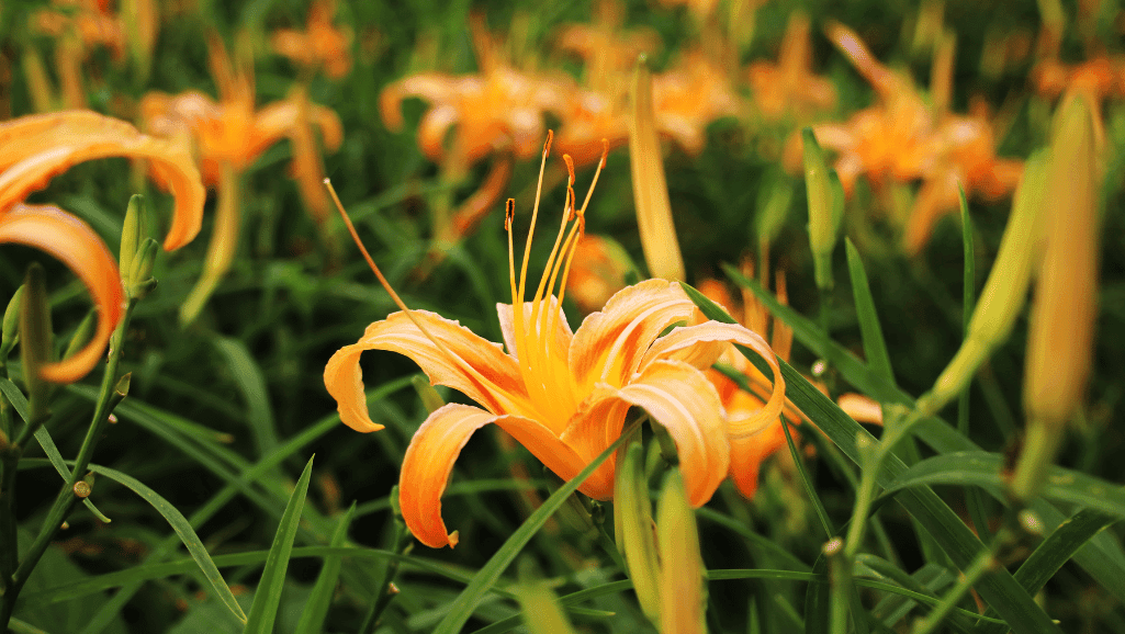 Landscaping with Hemerocallis