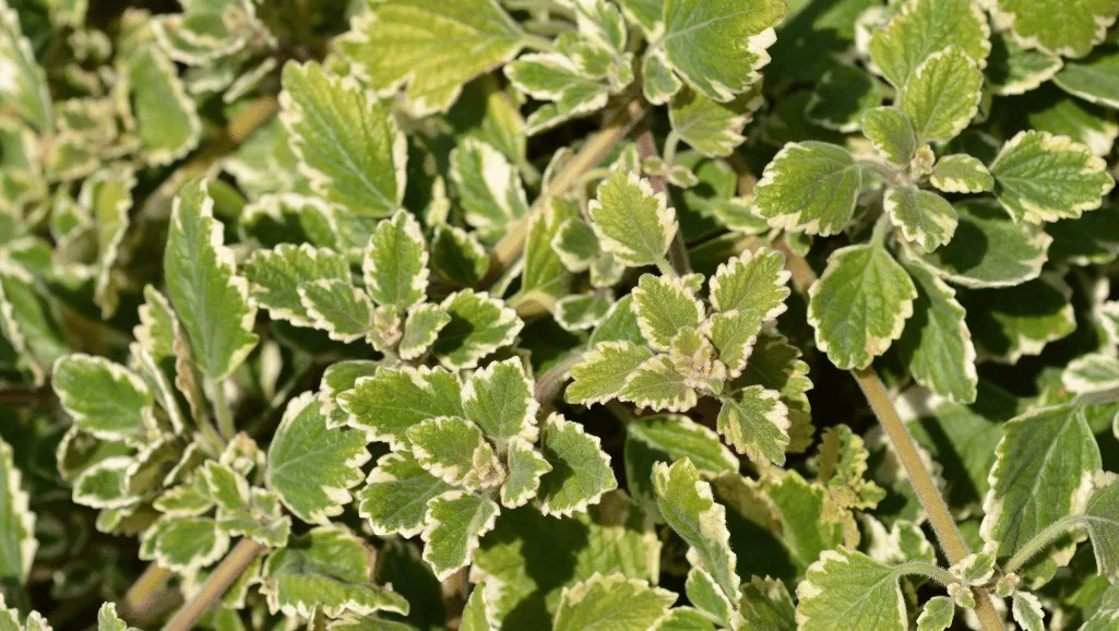 Lush Swedish Ivy