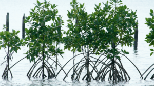 Mangrove Species