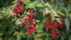Nandina Domestica Heavenly Bamboo