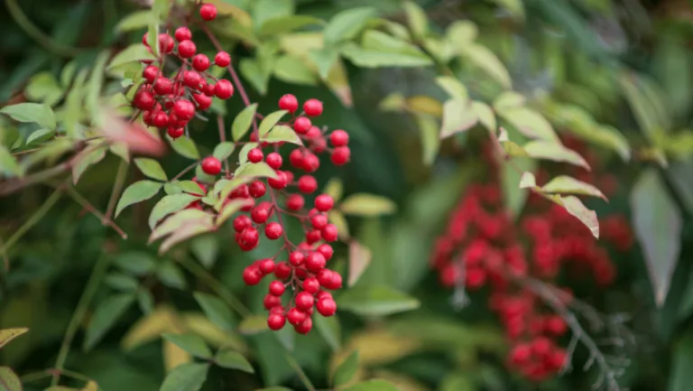 Nandina Domestica Heavenly Bamboo