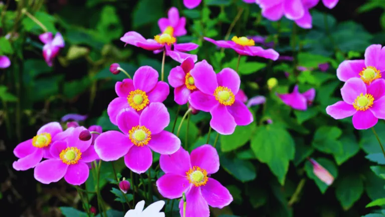 October Flower Guide: Choosing the Best Blooms 1 October Flower