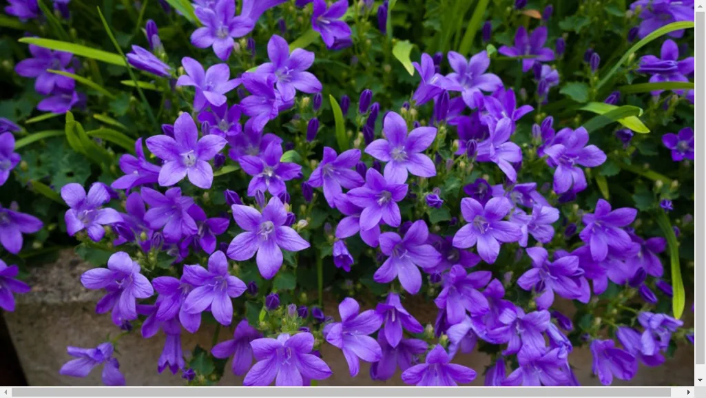 Optimal Growing Conditions for Campanula