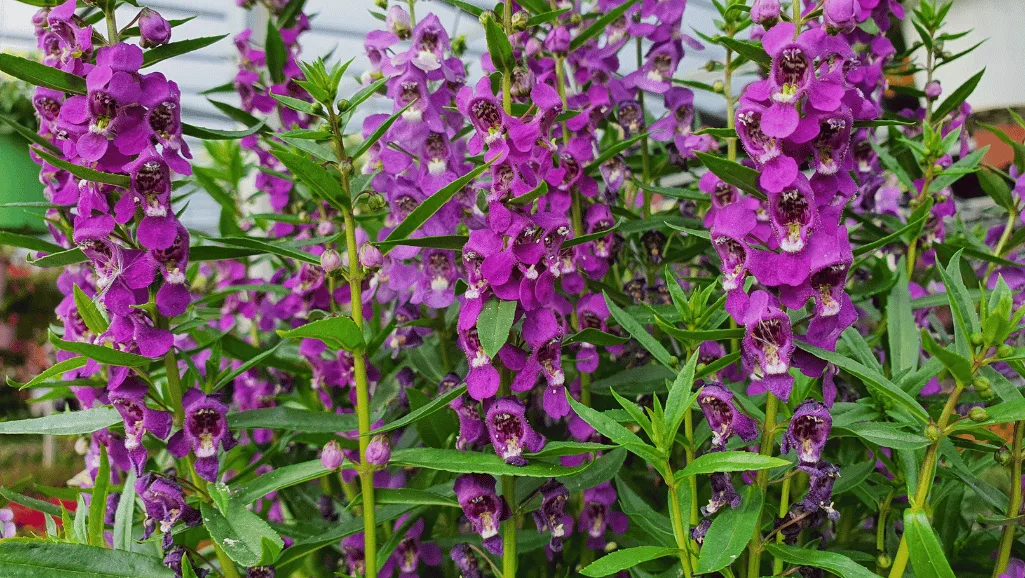 Optimal sunlight conditions for Angelonia