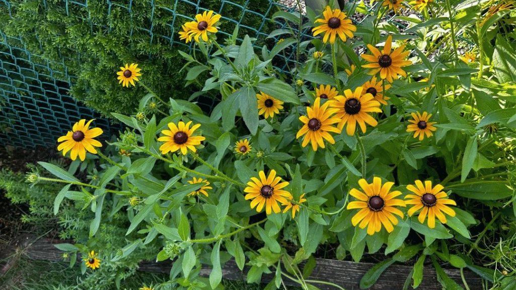 Planting Black Eyed Susan Seeds