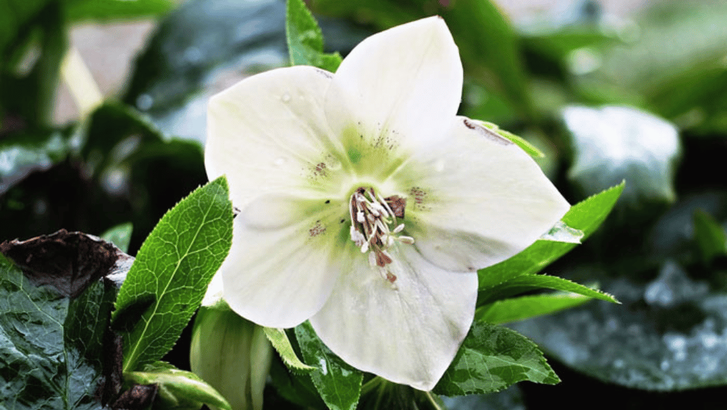 Planting Christmas Rose