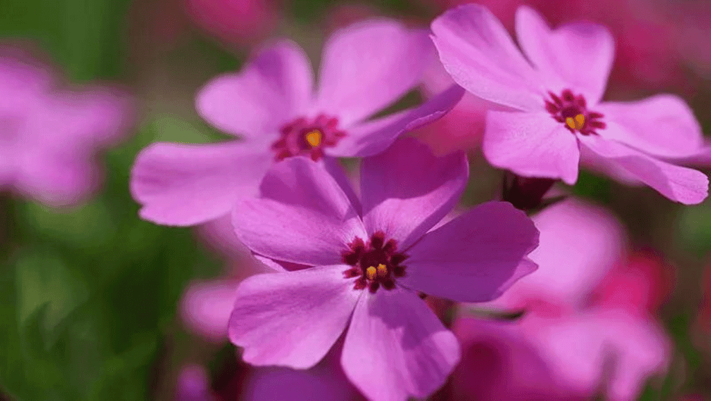 Planting and propagating creeping phlox